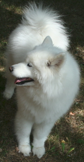 misha samoyed photo